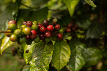coffee plant