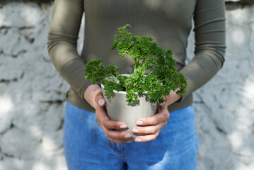 Woman holds parsley in pot