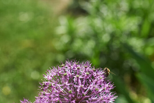 Bee pollinating flower