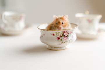 teddy bear hamster in a tea cup