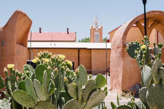 Town square and cactus