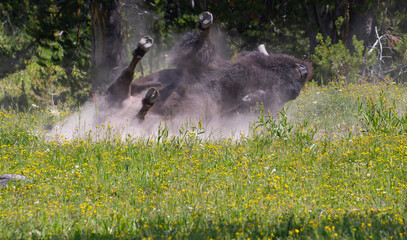 Wallowing Bison