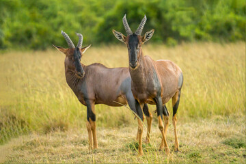 two Topi antelope standing together in savanna grassland at Masai Mara national reserve Kenya