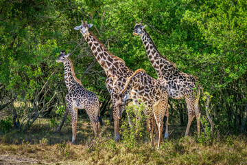 Obraz premium herd of Giraffe standing in savanna grassland in Masai Mara National Reserve Kenya