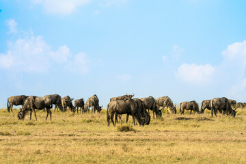 Naklejka na ściany i meble herd of wildebeest standing and eating grass together in savanna grassland at Masai Mara National Reserve Kenya