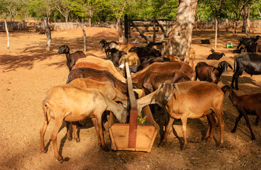 Sheep and goat farming in the Brazilian Caatinga biome. Sheep eating in the Cariri Region, Cabaceiras, Paraíba, Brazil.