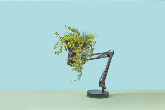 Desk lamp with green plant
