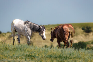 Two Wild Horses Animal Grazing on Green Grass North Dakota Plains Mountains Hills Theodore...