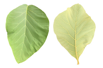 Obraz premium Isolated tectona grandis or teak leaf with clipping paths.