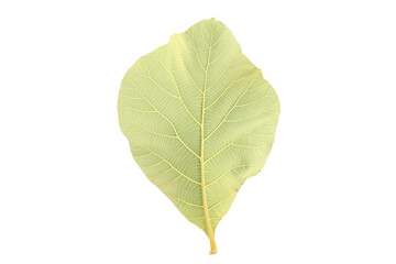 Isolated tectona grandis or teak leaf with clipping paths.