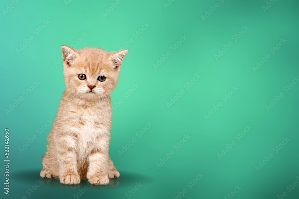 Poster Cute young cat kitten posing on the background.