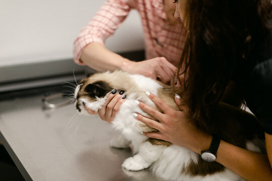 A Cat Squirms Away During A Vet Visit