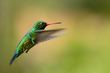 Obraz premium green hummingbird in free flight in nature