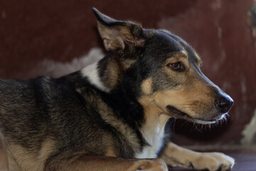close up of a dog