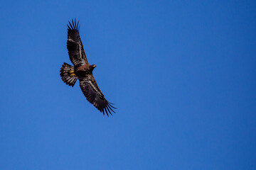 About a four month old juvenile bald eagle (Haliaeetus leucocephalus) flying in a blue sky, with copy space