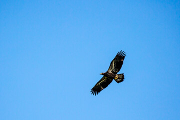 About a four month old juvenile bald eagle (Haliaeetus leucocephalus) flying in a blue sky, with copy space