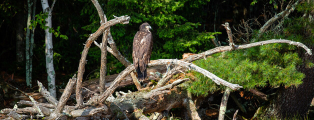 About a four month old juvenile bald eagle (Haliaeetus leucocephalus) perched on a branch