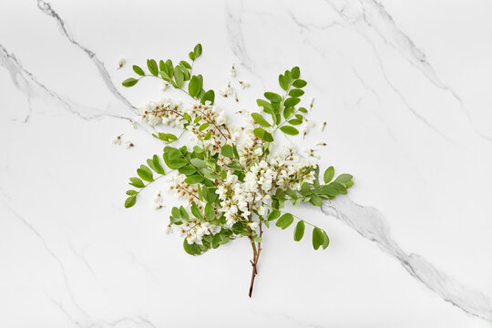 Acacia blooms on white marble surface.