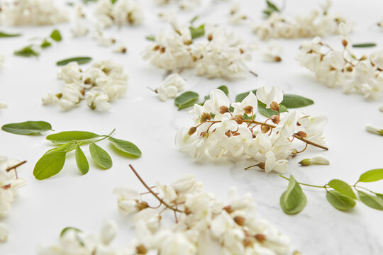 Acacia blooms on white marble surface.
