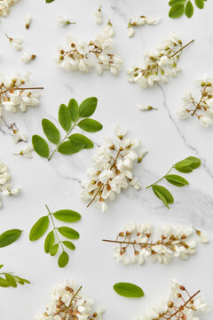 Acacia blossom over white marble background.
