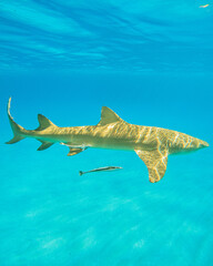 Lemon shark in the Bahamas