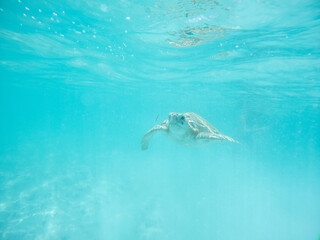 Sea turtles swimming in the bahamas