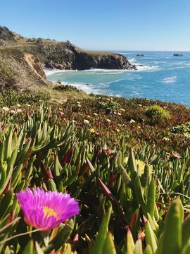 Purple flower blooming next to the ocean