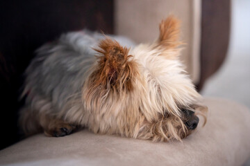 Pies rasy Yorkshire terrier śpi na kanapie - obrazy, fototapety, plakaty