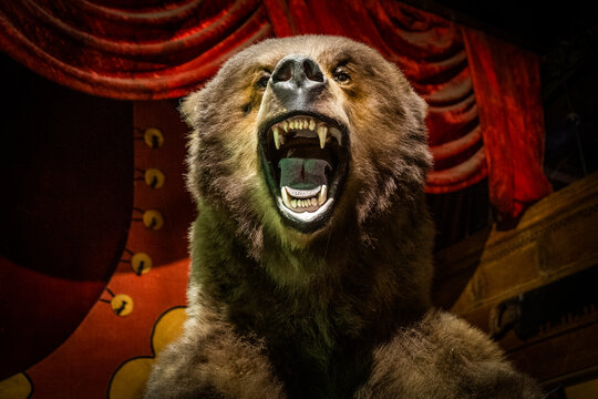 A screaming taxidermy bear 