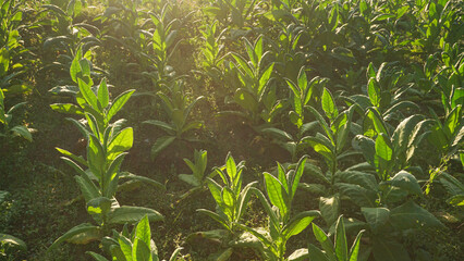 Tobacco big leaf crops growing in tobacco plantation field.Tropical Tobacco green leaf texture,for background. Largest tobacco plantaion in Indonesia, Temangung, Central Java, Indonesia
