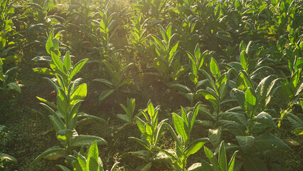 Obraz premium Tobacco big leaf crops growing in tobacco plantation field.Tropical Tobacco green leaf texture,for background. Largest tobacco plantaion in Indonesia, Temangung, Central Java, Indonesia