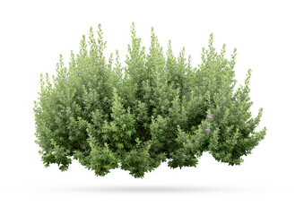 Tropical plant flower bush shrub 
 green tree isolated on white background with clipping path