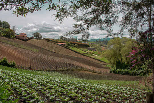 Crop's field