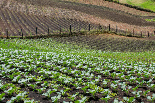 Crop's field