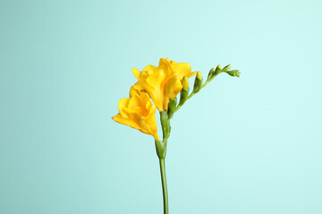 Beautiful blooming yellow freesia on light blue background