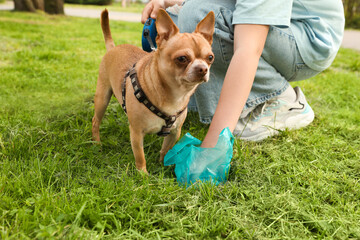 Woman picking up her dog's poop from green grass in park, closeup - obrazy, fototapety, plakaty