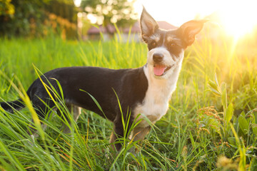 Cute fluffy dog in green grass at sunset