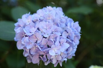 Beautiful hortensia flower growing in park, closeup