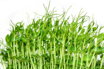 Micro greens peas sprouts isolated on white background. The concept of healthy eating and organic food