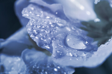 Closeup view of beautiful blooming flower with dew drops. Blue tone