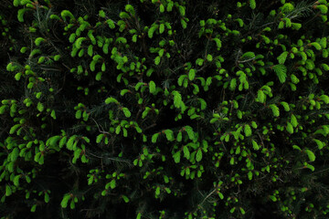 Beautiful green coniferous tree as background, closeup
