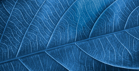 Textured dark blue leaf macro decorated with dark green background design. Abstract dark blue striped nature leaf background