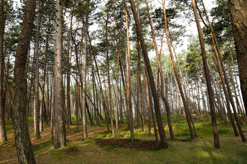 Beautiful view of conifer forest on spring day