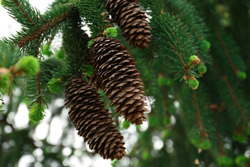 Closeup view of coniferous tree with cones outdoors