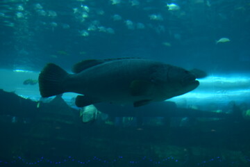 big fish in aquarium