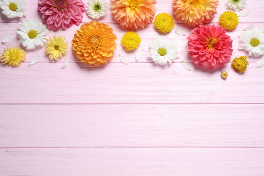 Flat lay composition with beautiful dahlia flowers and space for design on pink wooden background