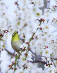美しい梅の花とメジロ