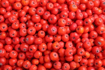 Top view of many red rowan berries as background, closeup
