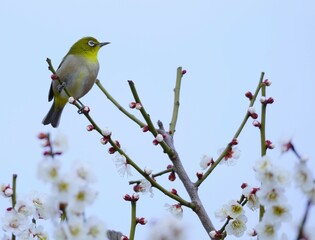 美しい梅の花とメジロ