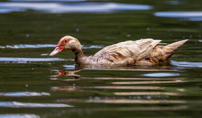 Muscovy Duck on Lake